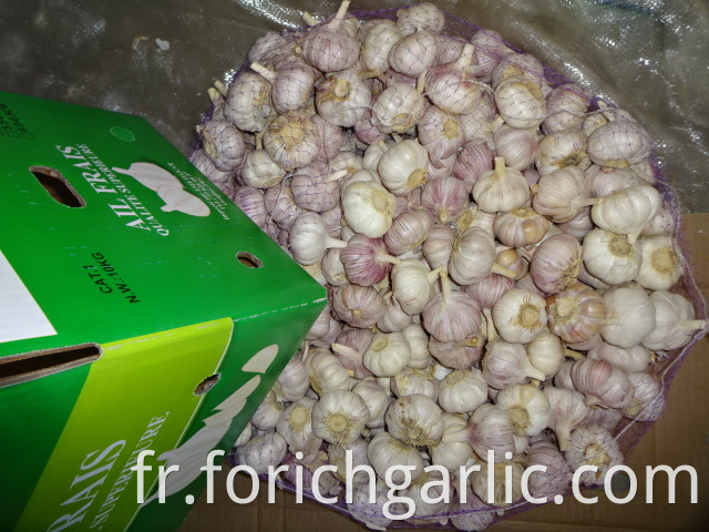 High Quality Fresh Normal Garlic 5 0cm